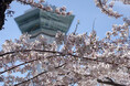 【望楼NOGUCHI函館】桜咲く函館で、春の味覚と癒しの宿時間を～春旅プラン～