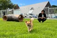 【北湯沢　ホロホロ山荘】大好評の「天然芝ドックランオープン記念プラン」延長決定！