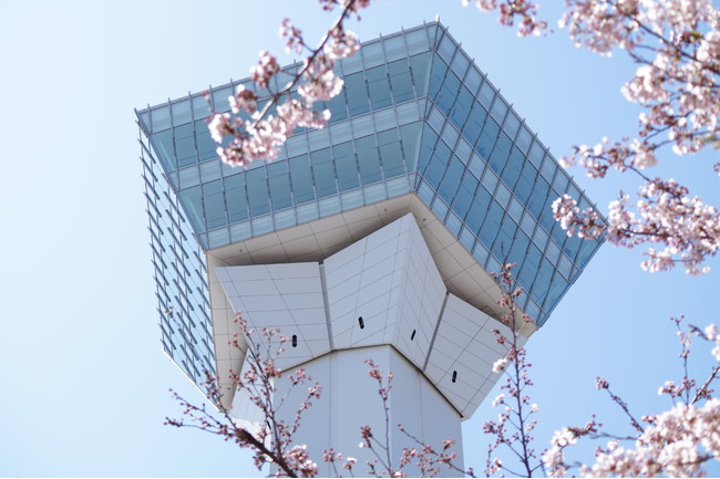 函館の観光名所「五稜郭タワー」は桜の名所でもあります