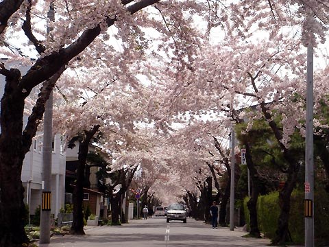 函館の桜の名所といえば？「桜が丘通」は車でも楽しめる市民イチオシスポット