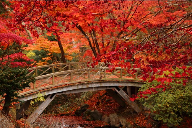 香雪園の紅葉