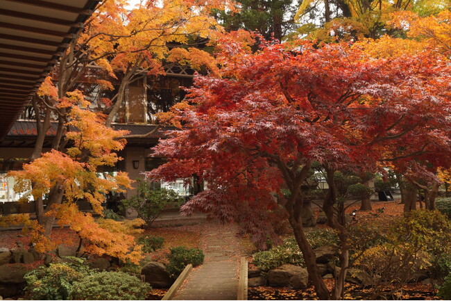 ホテルの中からでもこの紅葉を楽しめます