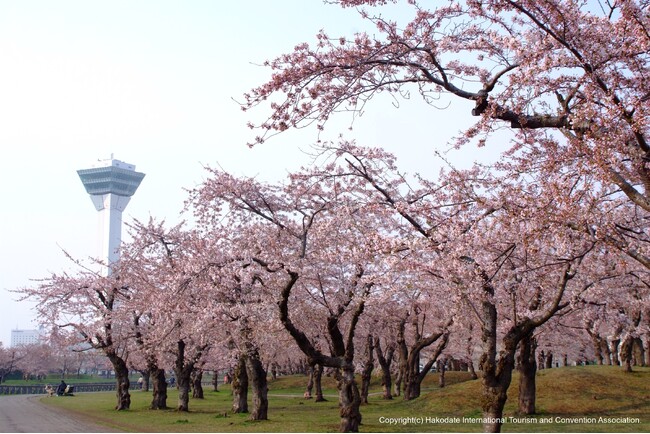 観光名所として有名な五稜郭公園