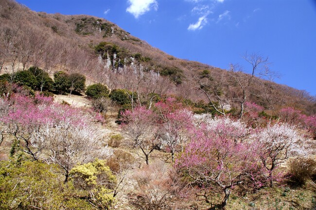 湯河原温泉とともに愛でる早春の華やぎ～湯河原梅林「梅の宴」鑑賞特別プラン販売開始【山翠楼SANSUIROU／海石榴つばき／湯河原千代田荘】