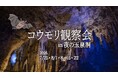 【沖縄】夏休み限定イベント『コウモリ観察会 in 夜の玉泉洞』