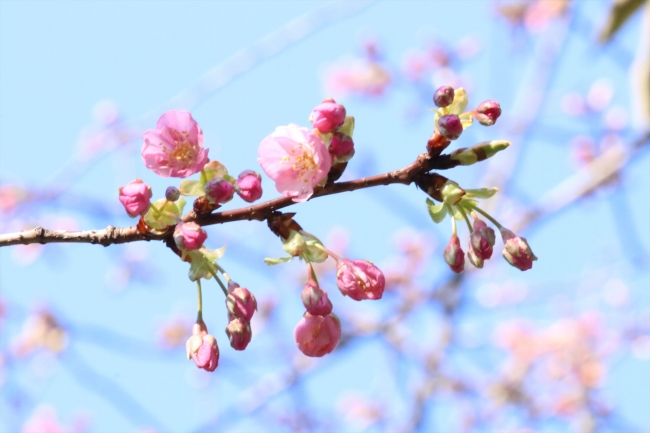 開花情報 日本庭園の河津桜が開花 ライトアップや桜チョコレートでひと足早く令和の春を愉しむ 八芳園のプレスリリース