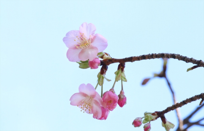 開花情報 日本庭園の河津桜が開花 ライトアップや桜チョコレートでひと足早く令和の春を愉しむ 八芳園のプレスリリース