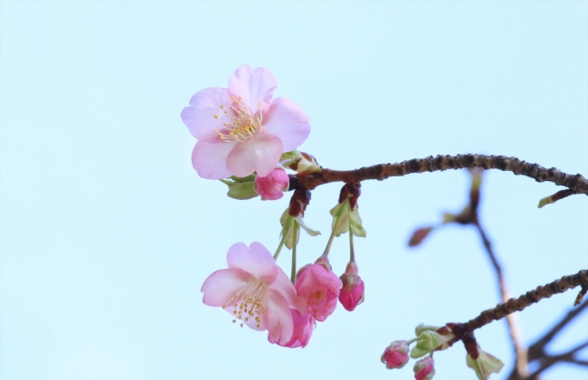 ≪開花情報≫日本庭園の河津桜が開花！ライトアップや桜チョコレートで 