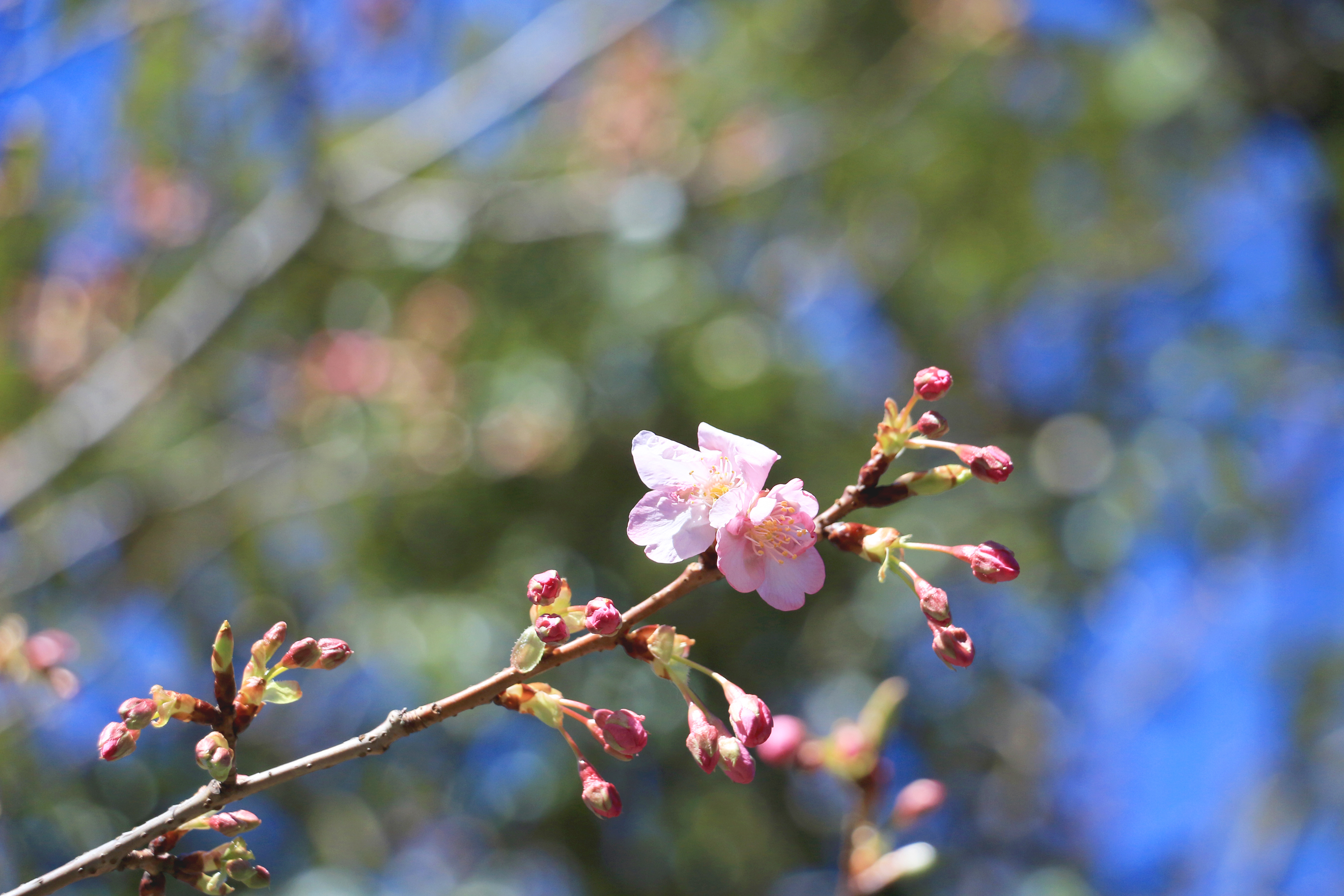 1万坪の庭に4種類の桜が春を彩る八芳園17年 さくら開花情報 第一弾 河津桜 八芳園のプレスリリース