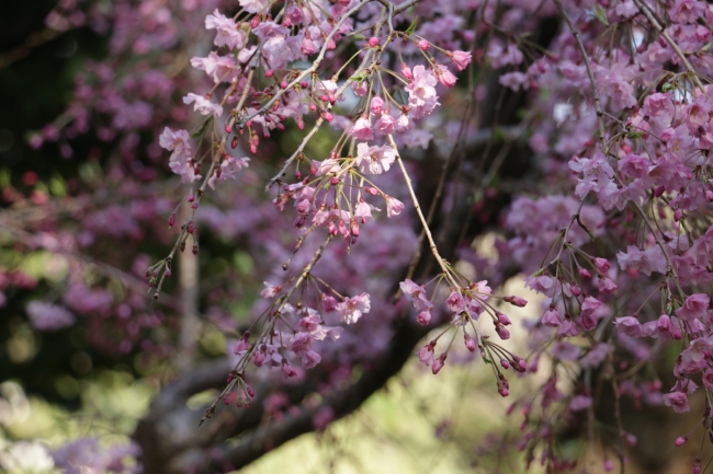 八芳園の枝垂れ桜：4月7日