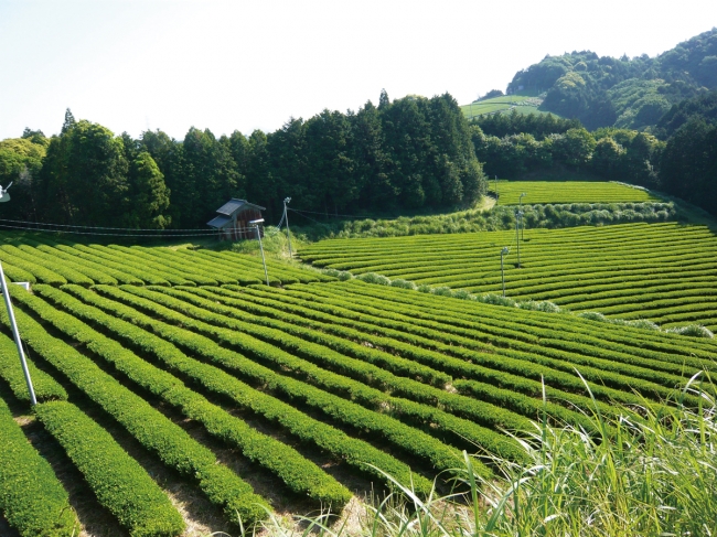 杉本園