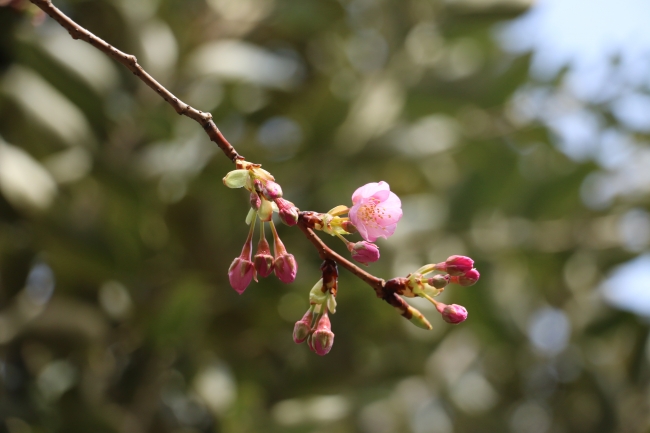 河津桜