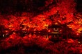 〈11/23(土・祝)〜12/15(日)開催〉八芳園の庭園を赤に染めるライトアップイベント『TOKYO RED GARDEN 2024』を開催