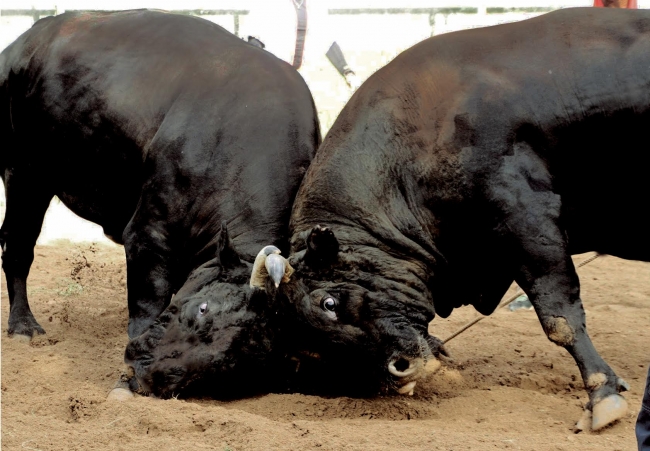 牛たちが熱い闘いを繰り広げる沖縄闘牛