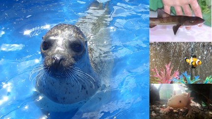 ▲もりのみや水族館！～アザラシ＆タッチングプール～※写真はイメージです