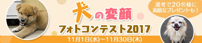 可愛い顔が 衝撃的な顔が揃った 犬の変顔フォトコンテスト17入賞者発表 アイリスオーヤマ株式会社のプレスリリース