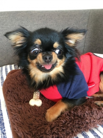 可愛い顔が 衝撃的な顔が揃った 犬の変顔フォトコンテスト17入賞者発表 アイリスオーヤマ株式会社のプレスリリース