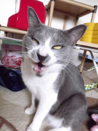 これが真のギャップ 猫の変顔フォトコンテスト17 入賞者発表 アイリスオーヤマ株式会社のプレスリリース