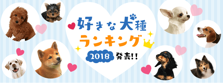 好きな犬種ランキング18 柴 が3年連続 1位を獲得 アイリスオーヤマ株式会社のプレスリリース