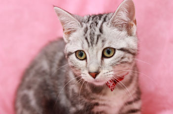 好きな猫種ランキング18 アメリカンショートヘアー が3年連続1位を獲得 アイリスオーヤマ株式会社のプレスリリース