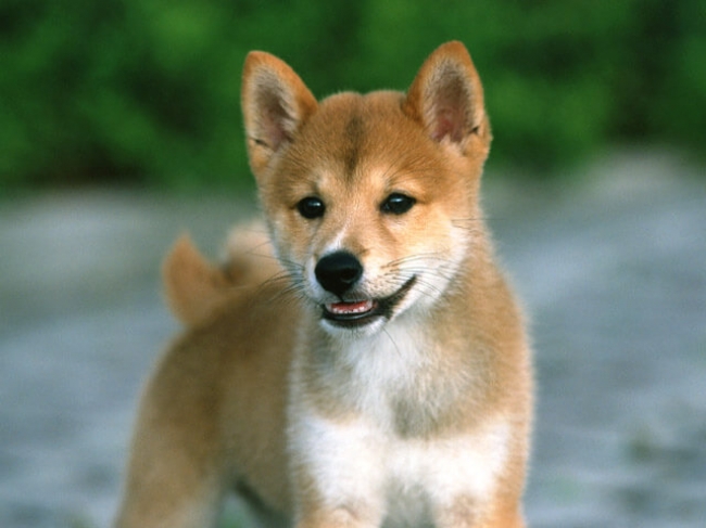 今大人気の 柴犬 が第1位 アイリスペットどっとコム 好きな犬種ランキング16 アイリスオーヤマ株式会社のプレスリリース