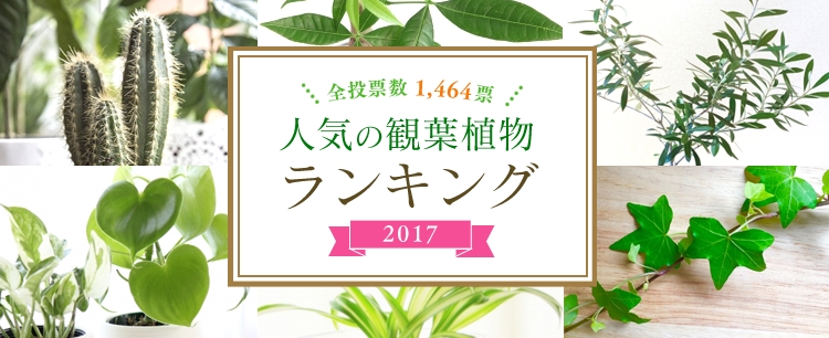 人気の観葉植物ランキング17 アイリスオーヤマ株式会社のプレスリリース