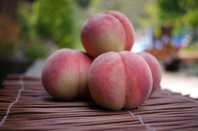 福島を代表する夏のフルーツ「桃」