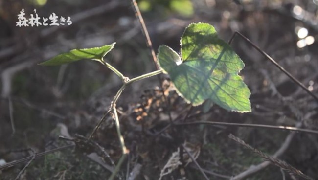 森林啓発プロモーションビデオ「森林（もり）と生きる」イメージ