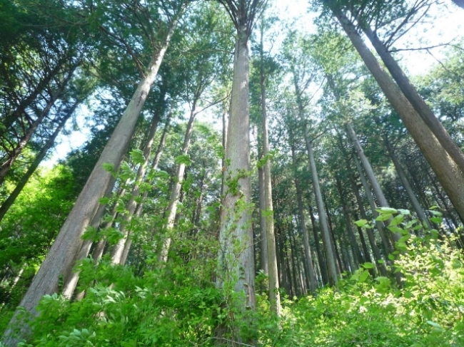 西川材林業地イメージ
