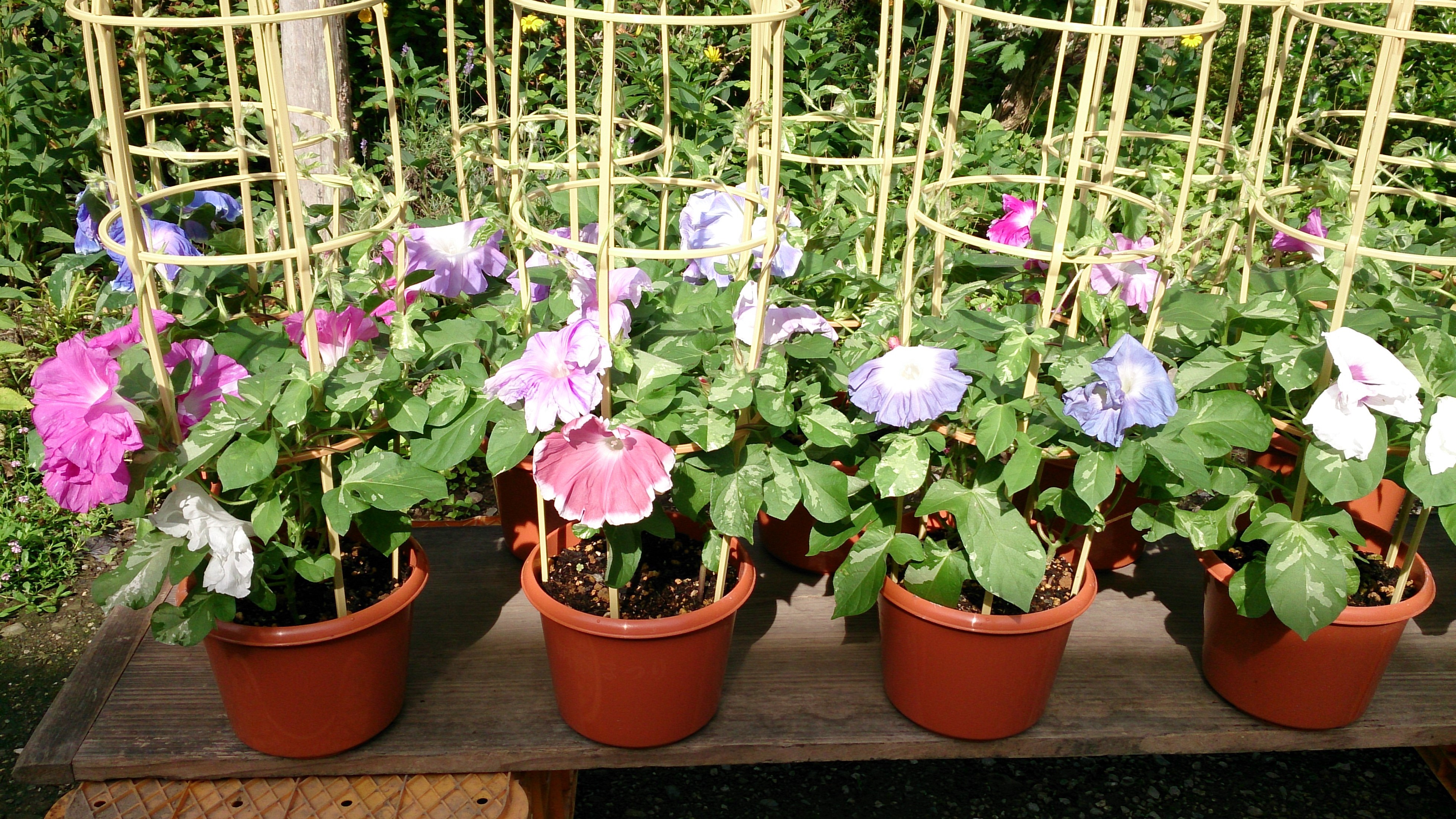 夏空の下 涼やかに彩る花を楽しみませんか 飯能夏まつり朝顔市 開催 飯能市のプレスリリース