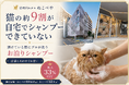 【調査】猫の約9割が「自宅でシャンプーできていない」預けている間にプロが洗う“お泊りシャンプー”という選択――宿泊とあわせてお得に