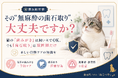 【獣医師監修】その“無麻酔の歯石取り”、大丈夫ですか？猫の「歯みがき」は飼い主でOK、でも「歯石取り」は獣医師だけ ― 正しい口腔ケアの知識を