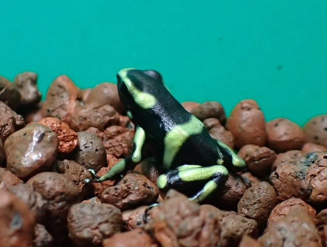 マダラヤドクガエル（Green and black poison frog）中南米の熱帯雨林に生息。皮膚には毒を持っており、色鮮やかな体色は周囲への警告色といわれている。