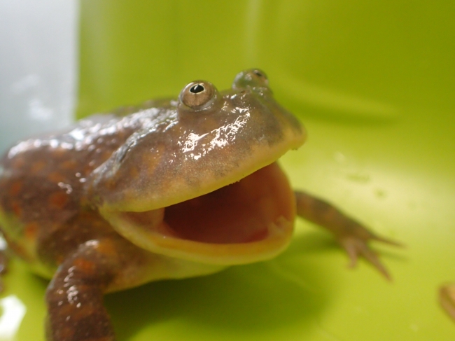 マルメタピオカガエル（Budgett’s frog）南アメリカの沼地に生息。水生の  カエルであるため乾季で周囲の水がなくなると、自ら繭をつくり休眠する。