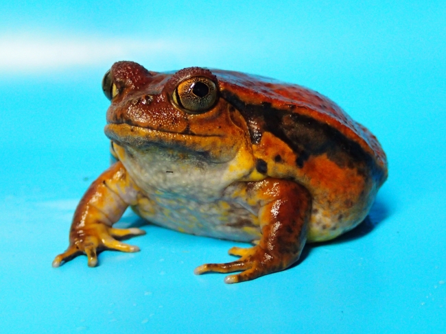 サビトマトガエル（False tomato frog）マダガスカル東部に生息する固有種で赤い体色が特徴的。身の危険を感じると腹部を膨らませ威嚇する。