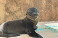 サンシャイン水族館から嬉しいお知らせ!カリフォルニアアシカの赤ちゃん誕生!