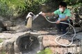 『サンシャイン水族館の熱中症対策2025』