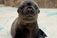 サンシャイン水族館で6月に生まれた新しい仲間 アシカの仔の愛称が「ジョイ」に決定