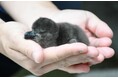サンシャイン水族館より嬉しいお知らせ ケープペンギンの赤ちゃんが1羽誕生