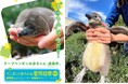 10月14日生まれのケープペンギンの赤ちゃんの愛称投票〈この瞬間を見逃さないで！“今しか見られない”ケープペンギンの赤ちゃんの愛称を投票で決定〉投票期間：11月21日～30日／愛称発表：12月6日