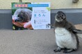 約10,000人が“もふもふ”の赤ちゃんを見て投票に参加！　来場者の想いが込められた3,133票を獲得し、ケープペンギンの赤ちゃんの愛称は「まろん」に決定！！