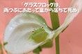 第1位は“雨つぶにあたって死んでしまう!?”グラスフロッグに決定＊サンシャイン水族館×高橋書店「ざんねんないきもの事典」シリーズ 「ざんねんないきもの展 総選挙inサンシャイン水族館」結果発表