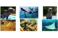 サンシャイン水族館いきものディスカバリー通信vol.28*10月1日は「国際高齢者の日」*サンシャイン水族館で暮らすご長寿生き物たちのシニアライフ*高齢個体のウェルビーイングを支える、飼育の現場を紹介