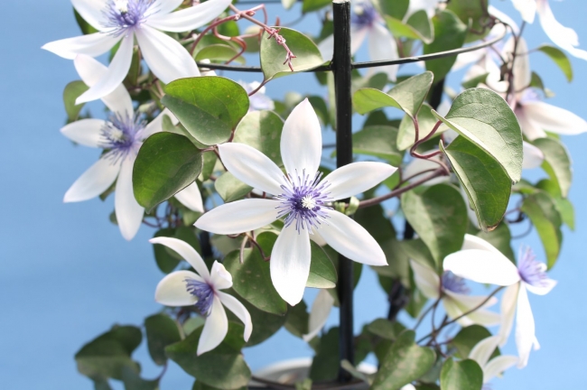 春の花々とクレマチス展(3月16日(金)・17日(土)) 企業リリース | 日刊