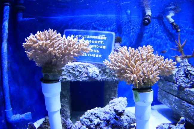 サンシャイン水族館「サンゴ礁の再生～恩納村の海から～」水槽