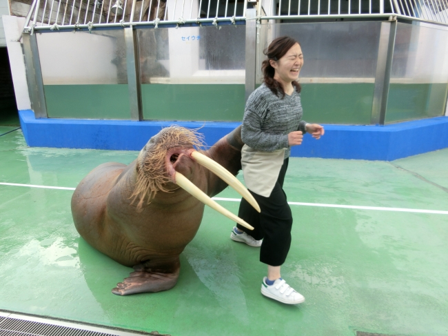 伊勢シーパラダイス　ヒマワリ（セイウチ）「闘魂注入で厄払い！」