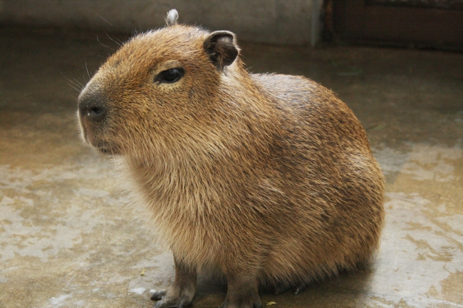 水族館の屋上エリアに期間限定で仲間入り もふっ とした生き物たちに会いに行こう もふもふ広場 イルミネーション さらに Gw期間 4月27日 5月6日 は特別延長営業 お散歩タイム実施 企業リリース 日刊工業新聞 電子版