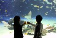 魚や海の生き物たち、イルミネーションを眺めながら、缶つまとお酒で乾杯!山梨県笛吹市の鵜飼が見られる特別イベントも開催!缶つまナイト in サンシャイン水族館2018