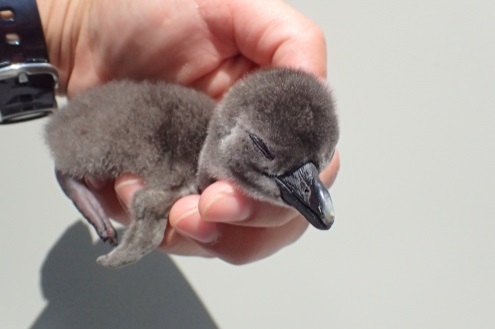 生後1日目のケープペンギンの赤ちゃん
