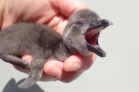 生後1日目のケープペンギンの赤ちゃん